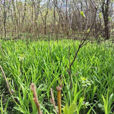 Купити ділянку - Київська обл., Пшенична, Мар'янівка с.. Продаж нерухомості - Васильківський, вторинний ринок і новобуд недорого, ціна до 15000$, оголошення №1962255 фото 2