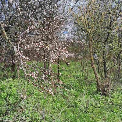 Купити ділянку - Київська обл., Пшенична, Мар'янівка с.. Продаж нерухомості - Васильківський, вторинний ринок і новобуд недорого, ціна до 15000$, оголошення №1962255 фото 10