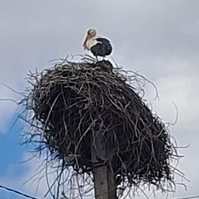 Купити ділянку - Київська обл., Пшенична, Мар'янівка с.. Продаж нерухомості - Васильківський, вторинний ринок і новобуд недорого, ціна до 15000$, оголошення №1962255 фото 19