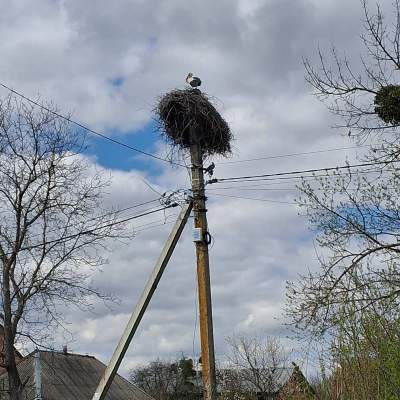 Купити ділянку - Київська обл., Пшенична, Мар'янівка с.. Продаж нерухомості - Васильківський, вторинний ринок і новобуд недорого, ціна до 15000$, оголошення №1962255 фото 20