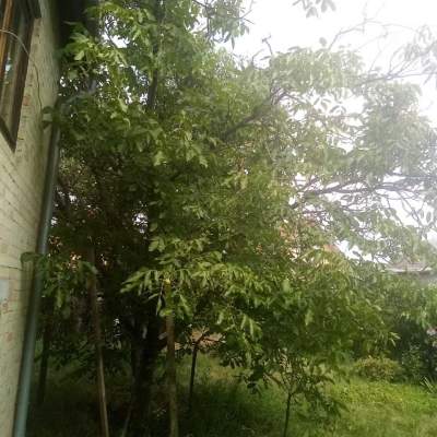 Купити будинок - Київська обл., Проців с.. Продаж нерухомості - Бориспільський, вторинний ринок і новобуд недорого, ціна до 25000$, оголошення №2024295 фото 7